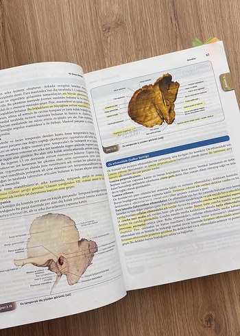 Her Yönüyle Anatomi Kitabı Prof. Dr. Yasin Arifoğlu - Görsel 3