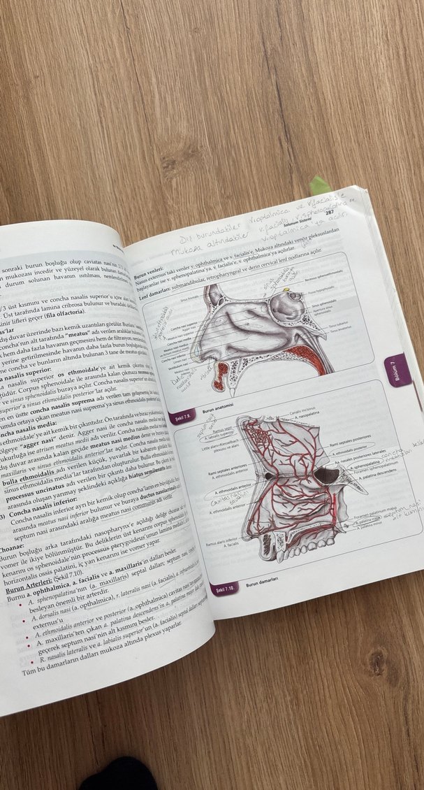 Her Yönüyle Anatomi Kitabı Prof. Dr. Yasin Arifoğlu - Görsel 4