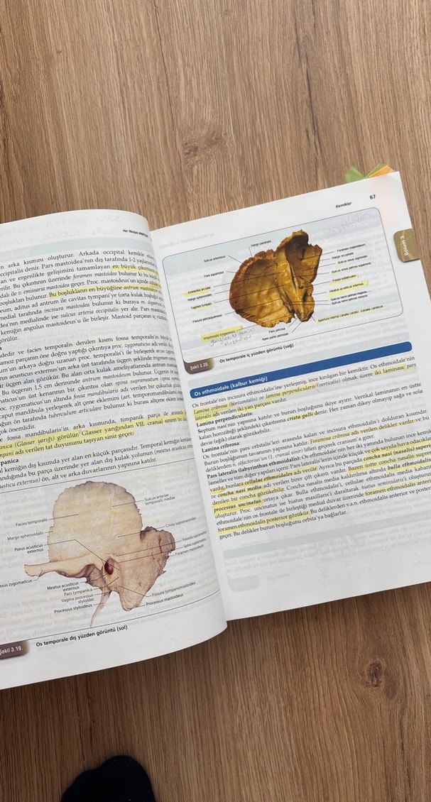 Her Yönüyle Anatomi Kitabı Prof. Dr. Yasin Arifoğlu - Görsel 3