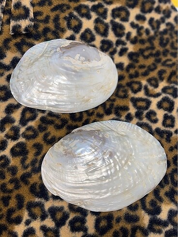 İnci kolye ve istiridye - Görsel 4