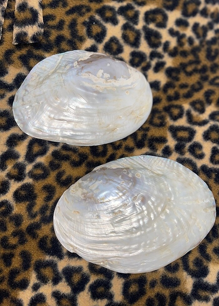 İnci kolye ve istiridye - Görsel 4