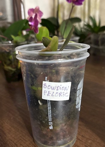 Browdion peloric - Görsel 2