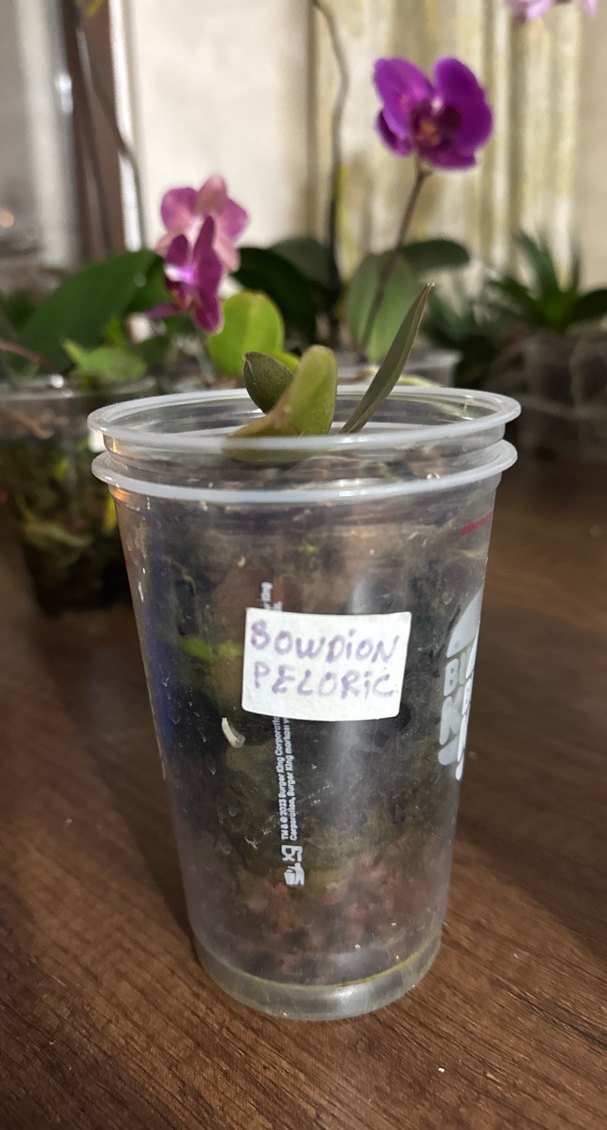 Browdion peloric - Görsel 2