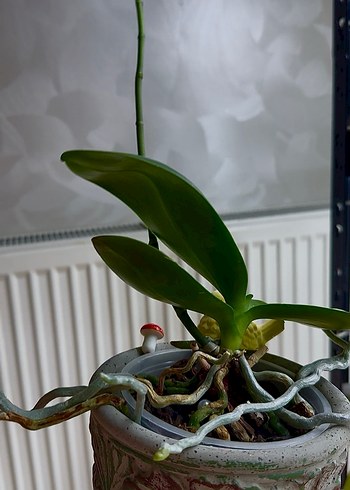 GOLDEN BABY ORKİDE - Görsel 5