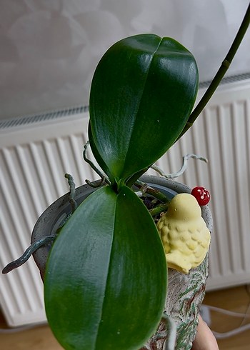 GOLDEN BABY ORKİDE - Görsel 3