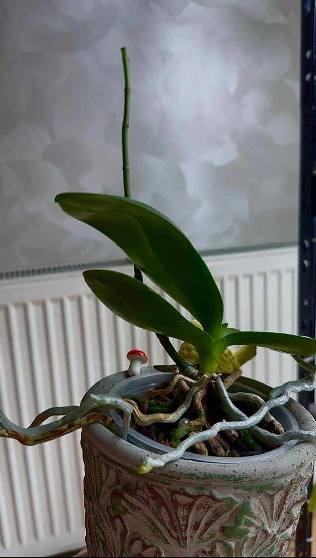 GOLDEN BABY ORKİDE - Görsel 5