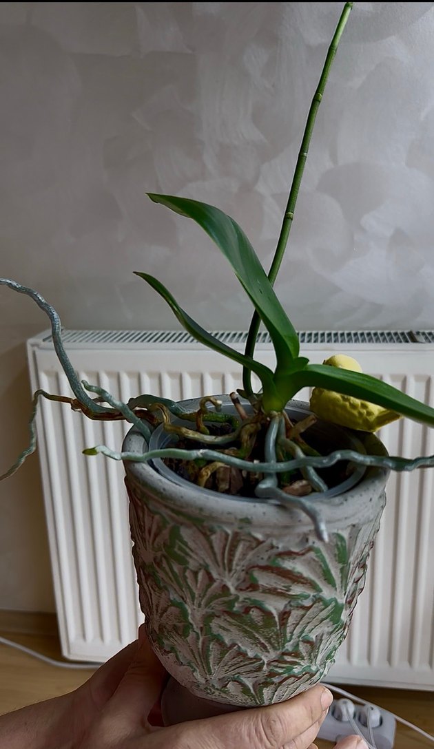 GOLDEN BABY ORKİDE - Görsel 4