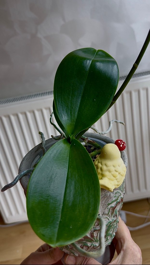 GOLDEN BABY ORKİDE - Görsel 3