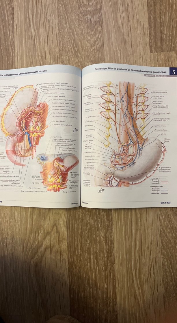 İnsan Anatomisi Atlası - Frank H. Netter - Görsel 3