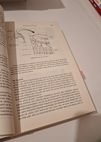 İnsan ve Davranışı - Psikolojinin Temel Kavramları - Görsel 3