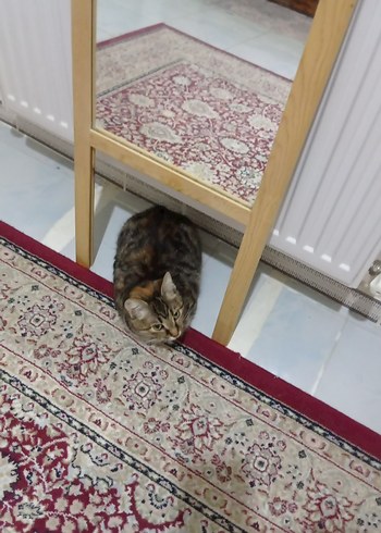 Bej Ayaklı Boy Aynası - Görsel 5