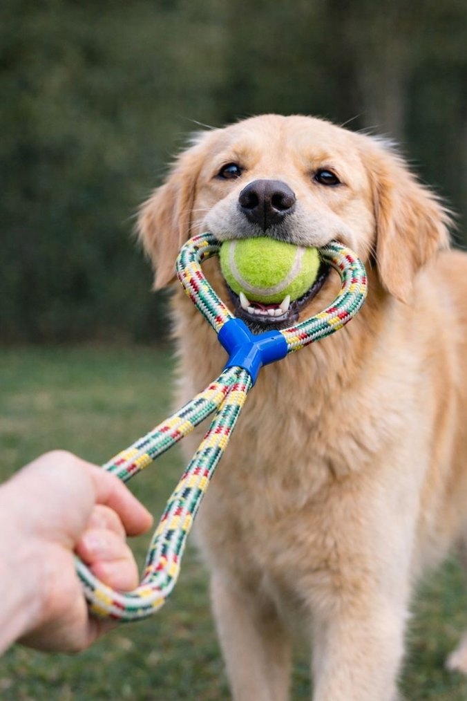 Renkli Mavi Köpek Oyuncağı - Görsel 2