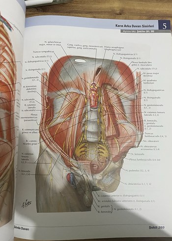 Netter Anatomisi Atlası 7. Basım - Görsel 2