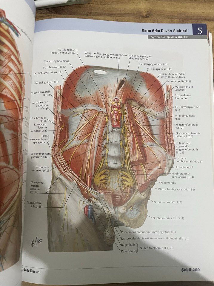 Netter Anatomisi Atlası 7. Basım - Görsel 2