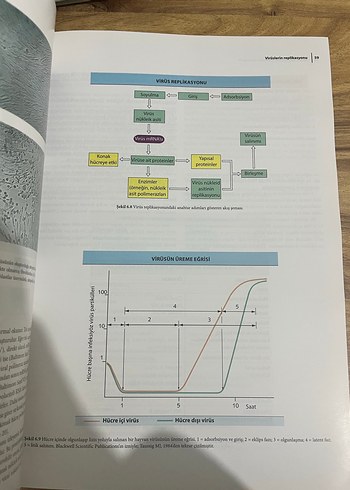 Diş Hekimliği İçin Mikrobiyolojinin Esasları Kitabı - Görsel 2