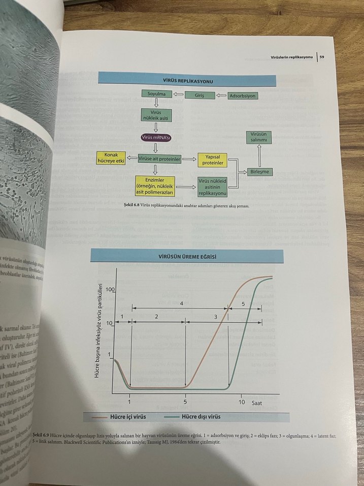 Diş Hekimliği İçin Mikrobiyolojinin Esasları Kitabı - Görsel 2