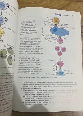 BRS Hücre Biyolojisi ve Histoloji - 7. Baskı - Görsel 2