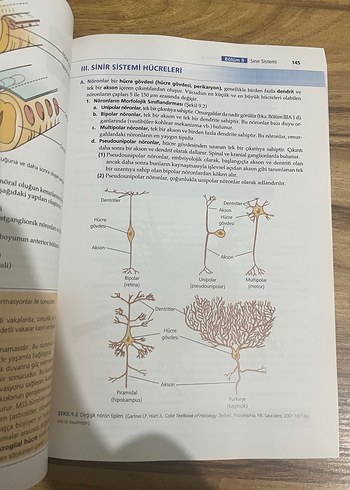 BRS Hücre Biyolojisi ve Histoloji - 7. Baskı - Görsel 3