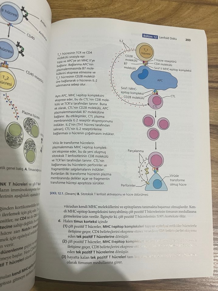 BRS Hücre Biyolojisi ve Histoloji - 7. Baskı - Görsel 2