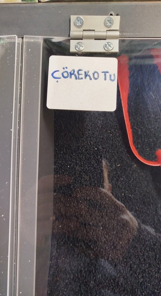 Hindistan Cevizi Tozu - Görsel 2