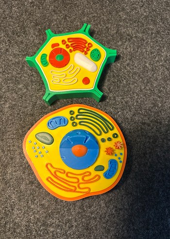 Renkli Hücre Modeli hayvan hücresi bitki hücresi - Görsel 2