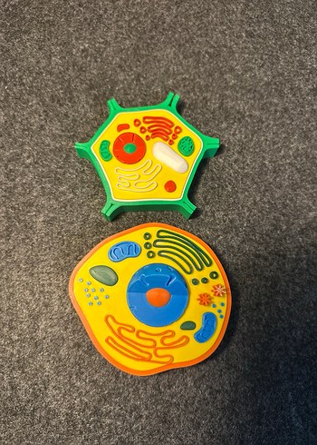 Renkli Hücre Modeli hayvan hücresi bitki hücresi - Görsel 5