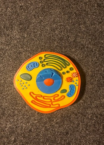 Renkli Hücre Modeli hayvan hücresi bitki hücresi - Görsel 4