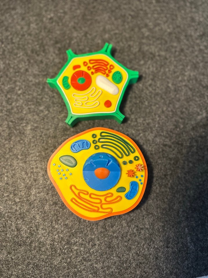 Renkli Hücre Modeli hayvan hücresi bitki hücresi - Görsel 3