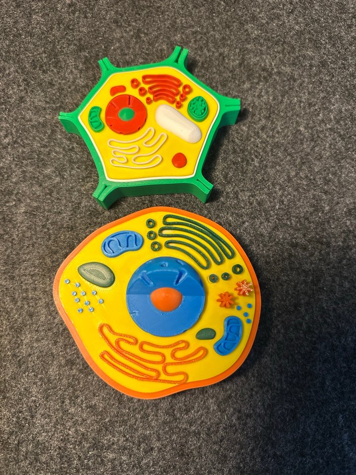 Renkli Hücre Modeli hayvan hücresi bitki hücresi - Görsel 2