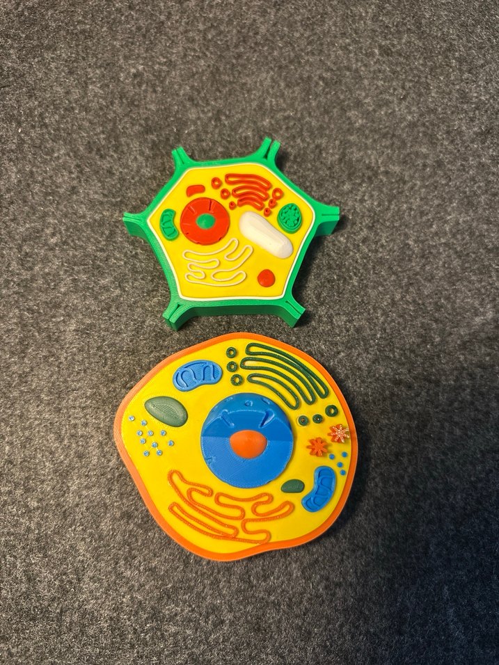 Renkli Hücre Modeli hayvan hücresi bitki hücresi - Görsel 5