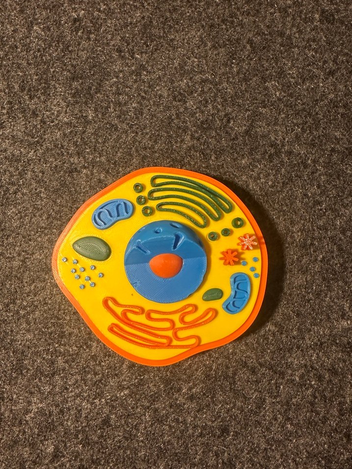 Renkli Hücre Modeli hayvan hücresi bitki hücresi - Görsel 4