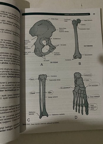 Resimli İnsan Anatomisi - Prof. Dr. Mehmet Yıldırım - Görsel 3