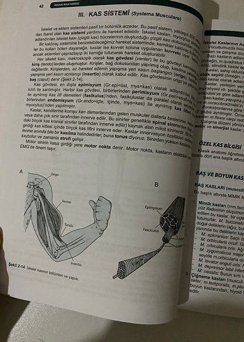 Resimli İnsan Anatomisi - Prof. Dr. Mehmet Yıldırım - Görsel 4