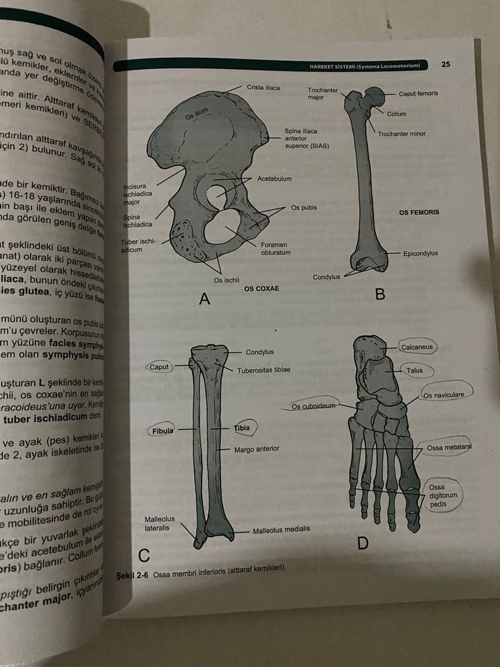 Resimli İnsan Anatomisi - Prof. Dr. Mehmet Yıldırım - Görsel 3