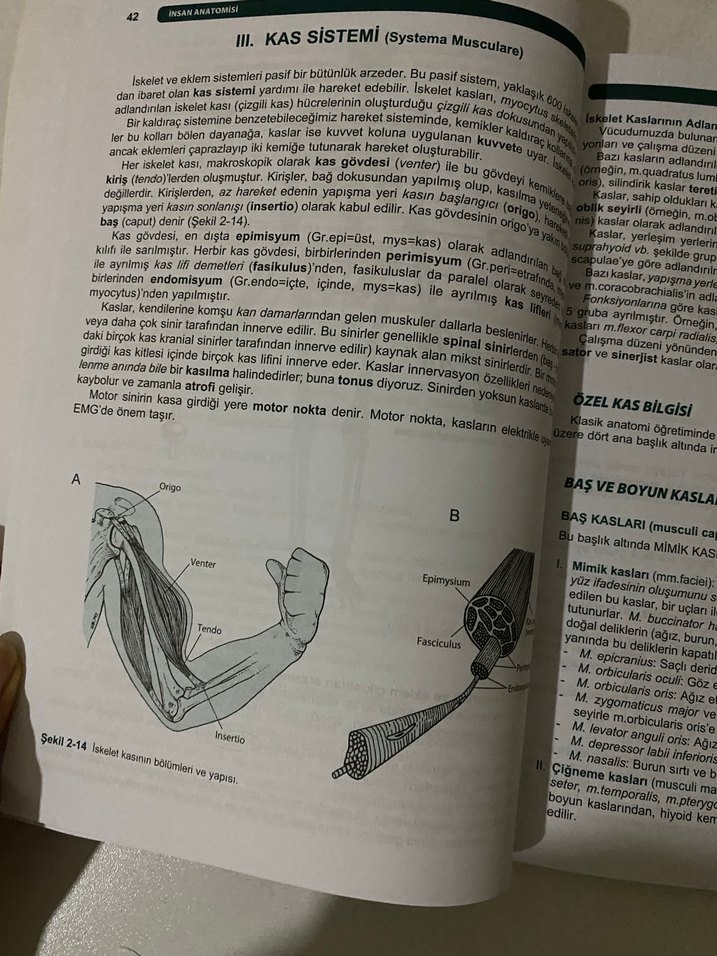 Resimli İnsan Anatomisi - Prof. Dr. Mehmet Yıldırım - Görsel 4