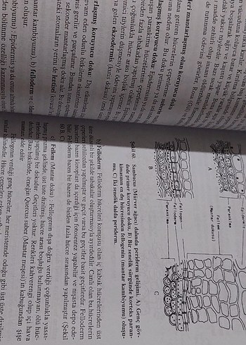 Genel Botanik - Görsel 2