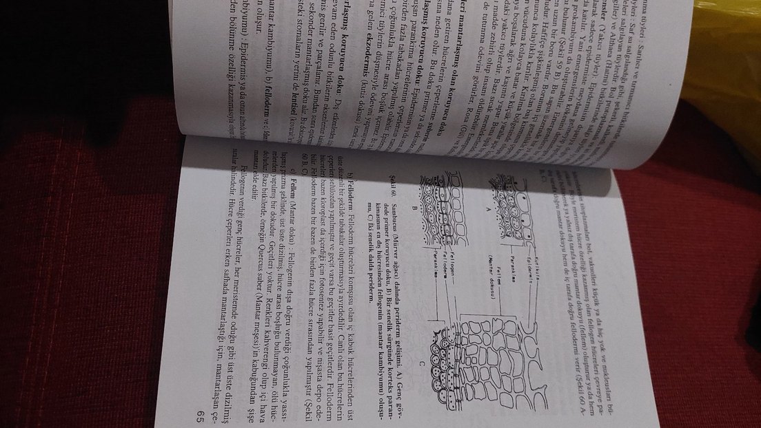 Genel Botanik - Görsel 2