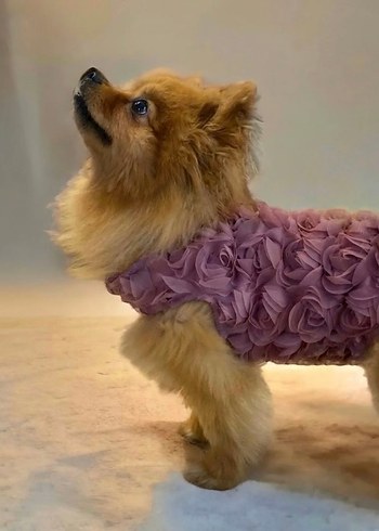 Özel Tasarım Kedi Köpek Elbisesi Kedi Tütü Elbise S Beden - Görsel 5