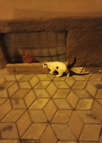 Beyaz Renkli Kedi Aksesuarı - Görsel 3