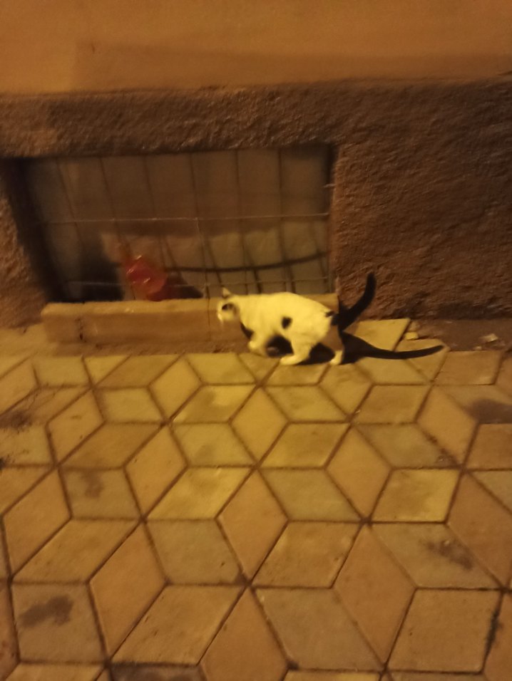 Beyaz Renkli Kedi Aksesuarı - Görsel 3