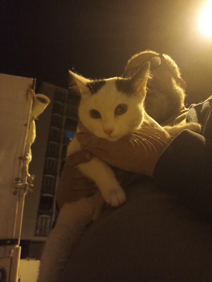 Beyaz Renkli Kedi Aksesuarı - Görsel 4