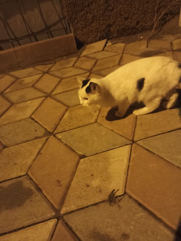 Beyaz Renkli Kedi Aksesuarı - Görsel 2