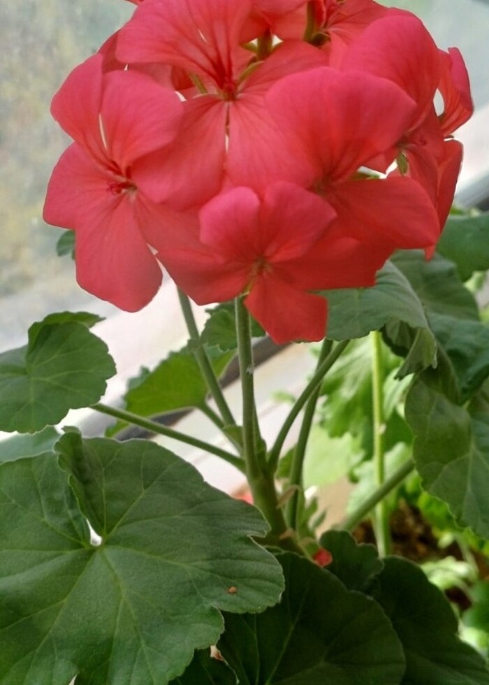 SARDUNTA CICEGI - Görsel 2