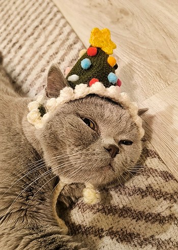 Kedi şapkası - Görsel 2