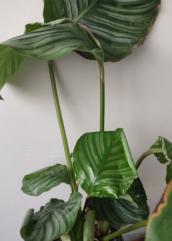 Koyu Yeşil Ev Bitkisi dua çiçeği - Görsel 3