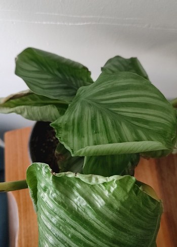 Koyu Yeşil Ev Bitkisi dua çiçeği - Görsel 2