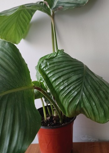 Koyu Yeşil Ev Bitkisi dua çiçeği - Görsel 4