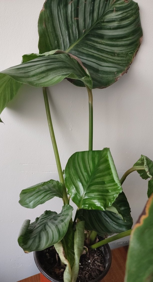 Koyu Yeşil Ev Bitkisi dua çiçeği - Görsel 3