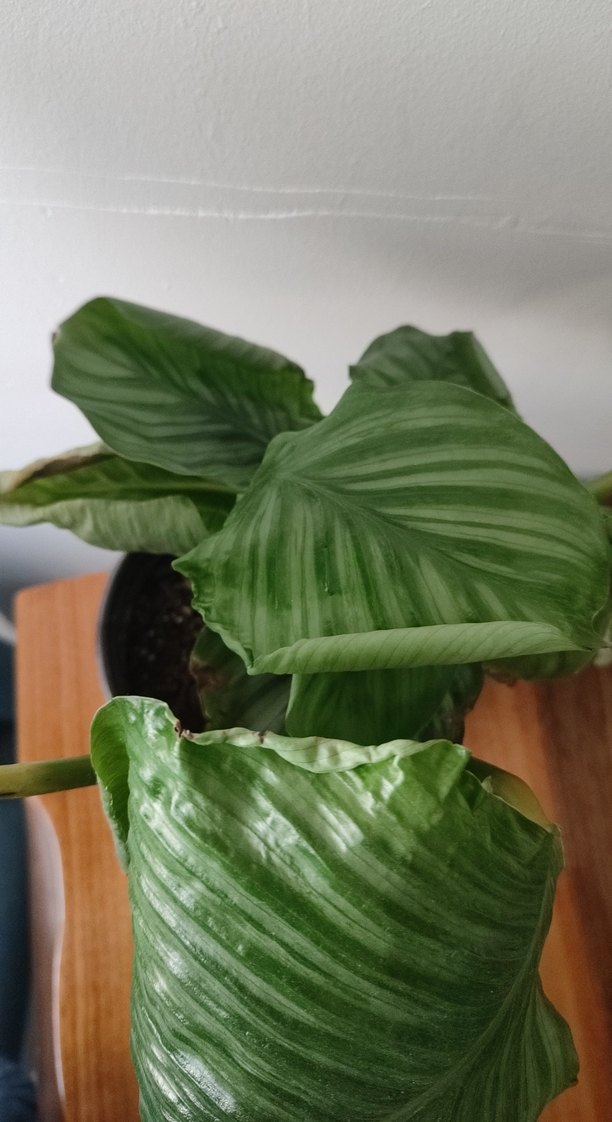 Koyu Yeşil Ev Bitkisi dua çiçeği - Görsel 2