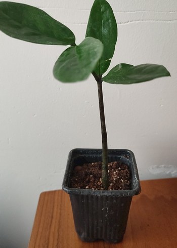 Koyu Yeşil Yapraklı Ev Bitkisi zamia - Görsel 2